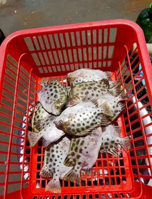 非洲金鼓魚混養最佳搭配（非洲金鼓魚混養建議）