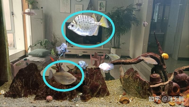 非洲金鼓魚混養最佳搭配（非洲金鼓魚混養建議）