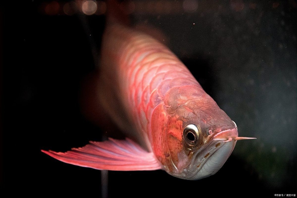 龍魚斷食一般持續多久（龍魚不吃食怎么回事）
