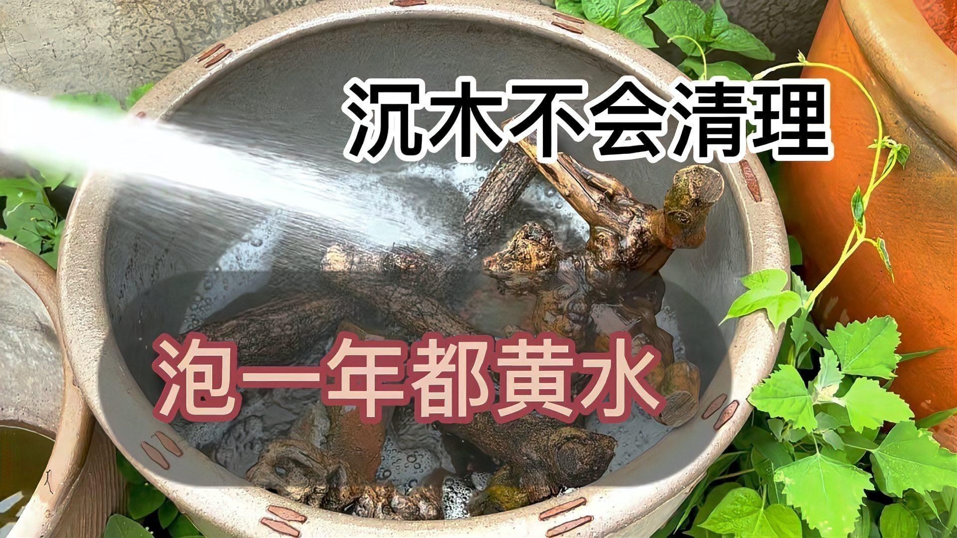 沉木黃水問題如何解決？（沉木黃水怎樣解決）