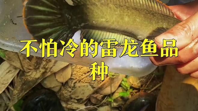 哪種雷龍魚品種最耐活（什么小型雷龍魚最好養）