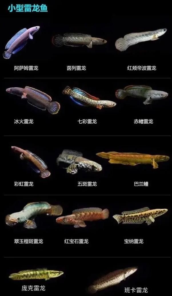 哪種雷龍魚品種最耐活（什么小型雷龍魚最好養）