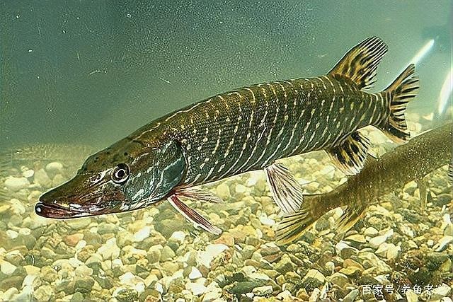 虎斑恐龍魚在野外的壽命有多長（李維宸，廣東男子釣獲“遠古恐龍魚”,背鰭銳利似劍龍!網(wǎng)友：值好幾百!）