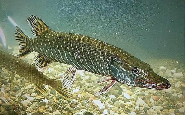 虎斑恐龍魚在野外的壽命有多長（李維宸，廣東男子釣獲“遠古恐龍魚”,背鰭銳利似劍龍!網(wǎng)友：值好幾百!）