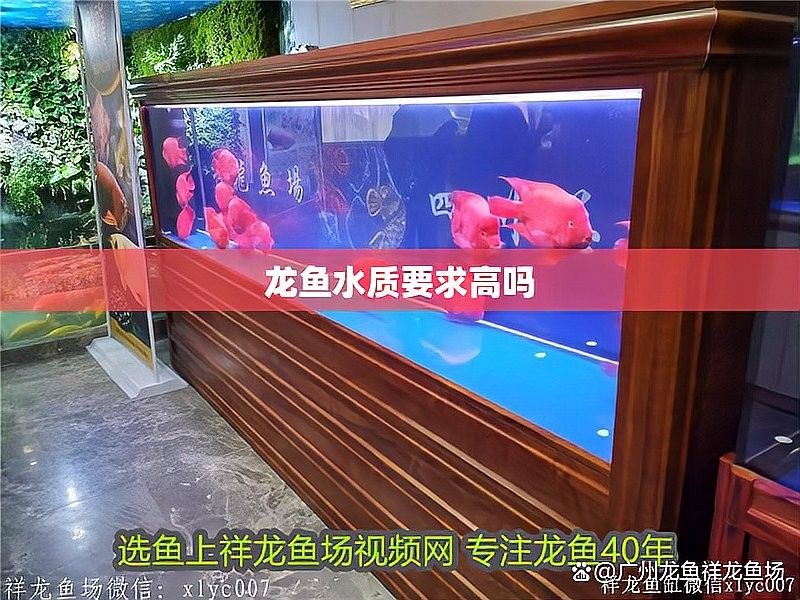 利津哪個水族館龍魚好？祥龍魚場龍魚（廣州龍魚祥龍魚場）