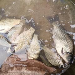 福州龍魚回收的價(jià)格如何（福州地區(qū)龍魚回收價(jià)格受品種、體型、品相及市場(chǎng)供需影響較大）