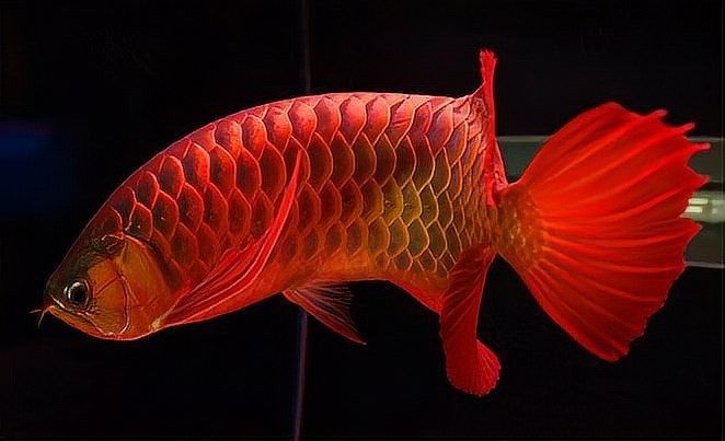 紅龍發色需要多長時間？（紅龍魚的發色過程你了解嗎）