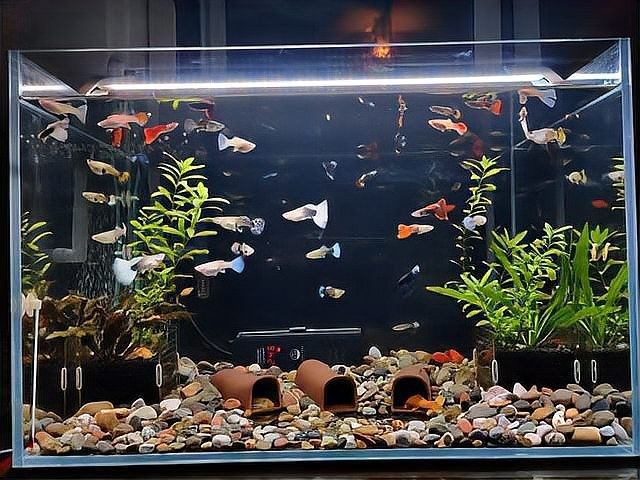 底濾魚缸活性炭放在哪個槽（底濾魚缸中活性炭的放置位置需結合過濾系統水流方向和濾材分層邏輯） 底濾魚缸活性炭放在哪個槽（底濾魚缸中活性炭的放置位置需結合過濾系統水流方向和濾材分層邏輯） 龍魚百科 第11張