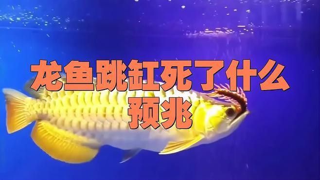 紅龍魚死亡的原因有哪些（紅龍魚死亡原因可歸納為以下幾類）