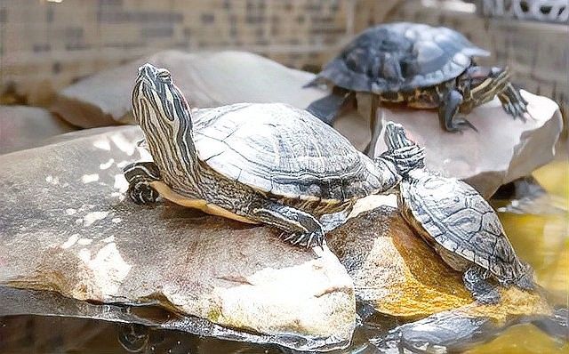 混養(yǎng)初期如何降低攻擊性？（烏龜能和魚(yú)一起養(yǎng)嗎） 混養(yǎng)初期如何降低攻擊性？（烏龜能和魚(yú)一起養(yǎng)嗎） 龍魚(yú)百科 第1張