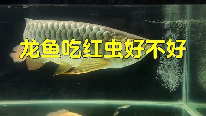 哪些蟲子對(duì)龍魚有害？（共參考16篇資料,02:00/02:00）