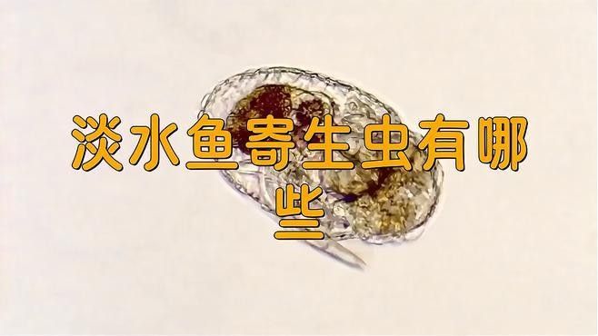 哪些蟲子對(duì)龍魚有害？（共參考16篇資料,02:00/02:00）