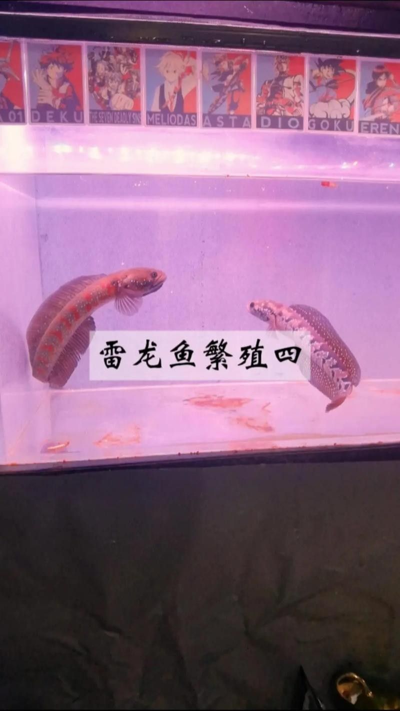 雷龍魚跳缸后如何護理（七彩雷龍魚跳缸怎么辦急救與保養全攻略給我一份麻薯）
