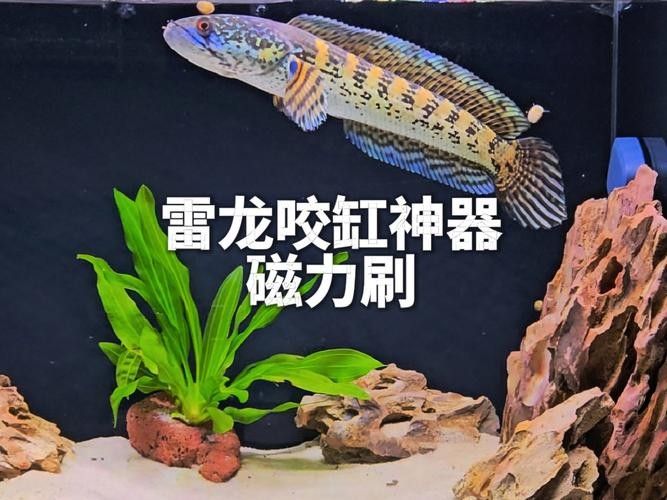 雷龍魚(yú)缸需要哪些工具魚(yú)（雷龍魚(yú)缸中適合混養(yǎng)的工具魚(yú)）