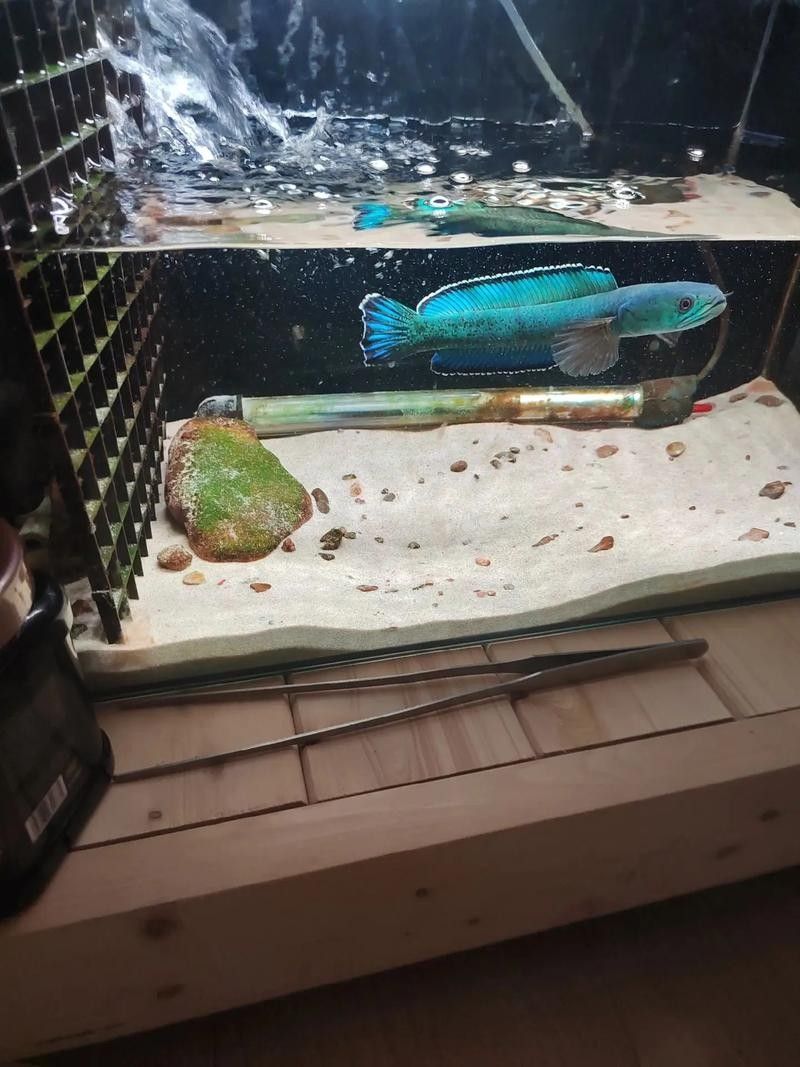 雷龍魚(yú)缸需要哪些工具魚(yú)（雷龍魚(yú)缸中適合混養(yǎng)的工具魚(yú)）