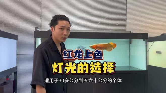 紅龍魚發色需要哪些光照（紅龍魚發色技巧）