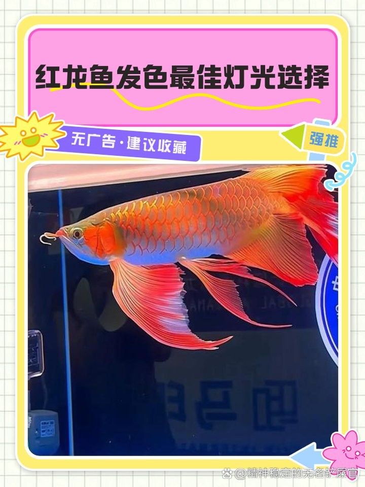 紅龍魚發色需要哪些光照（紅龍魚發色技巧）