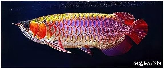 紅龍魚用紅燈能發(fā)色嗎（養(yǎng)紅龍魚用什么增色燈好看）