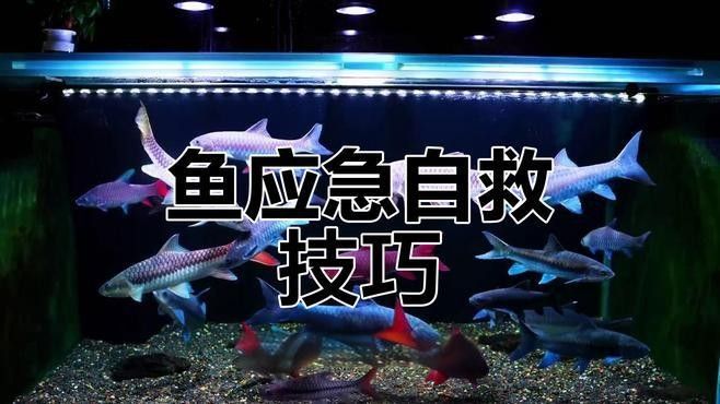 紅龍魚受驚后如何護理？（|紅龍魚受驚后如何處理夠不到的對岸養魚指南）