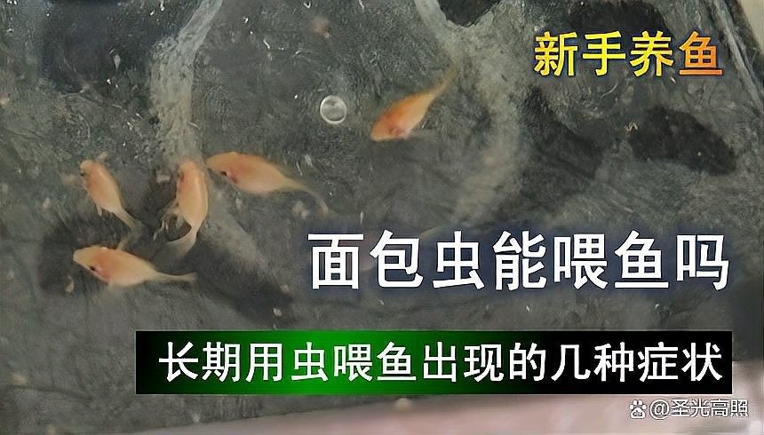 龍魚不吃面包蟲怎么辦？（網絡游俠,龍魚拒食怎么辦,原因有哪些）