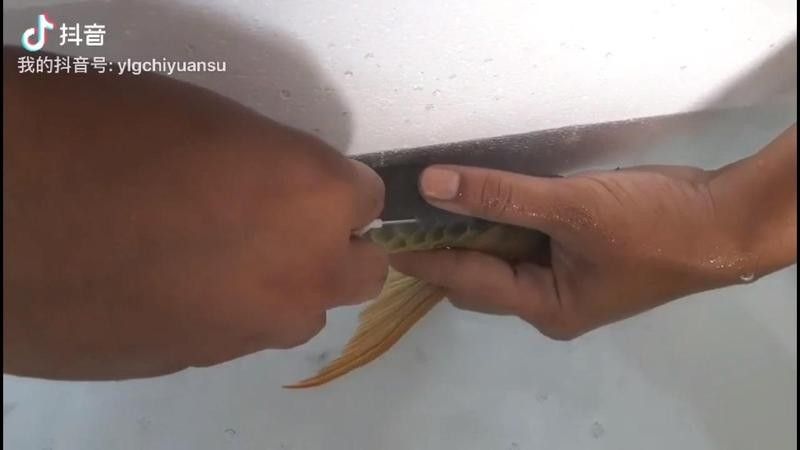 龍魚芯片如何植入（龍魚芯片植入全流程）