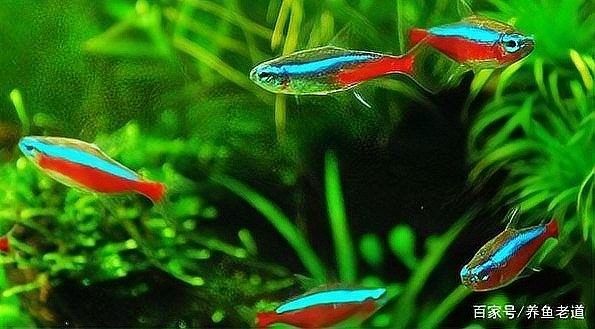 藍曼龍魚發白傳染嗎？（藍曼龍魚體表發白是否具有傳染性）