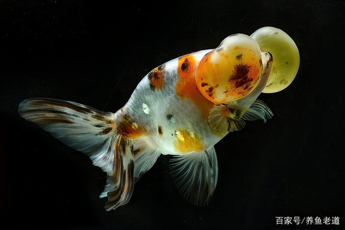 藍曼龍魚發白傳染嗎？（藍曼龍魚體表發白是否具有傳染性）