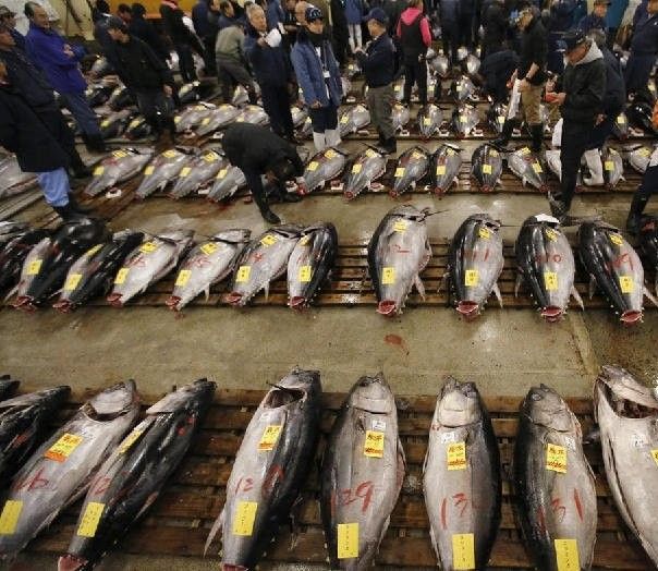 沈陽金龍魚批發市場的規模如何？（沈陽金龍魚批發市場）