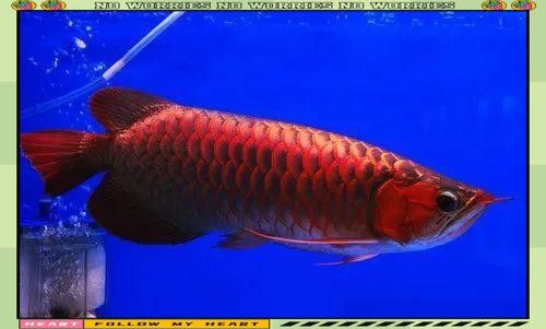 龍魚在哪些水域出現（魚類活化石——龍魚）