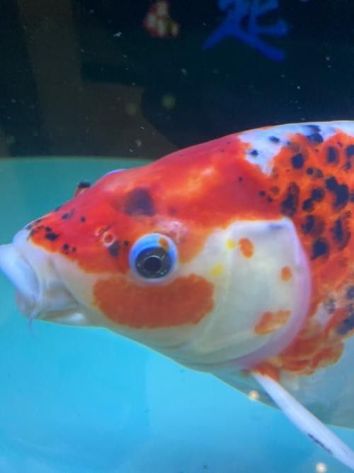 文山州哪個水族館龍魚好？祥龍魚場龍魚（廣州祥龍魚場龍魚的養護建議）