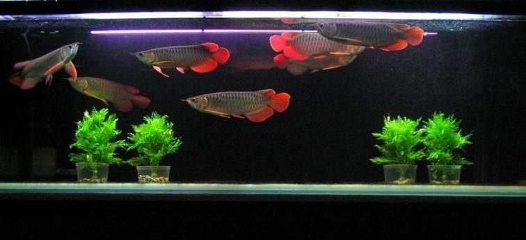文山州哪個水族館龍魚好？祥龍魚場龍魚（廣州祥龍魚場龍魚的養護建議）