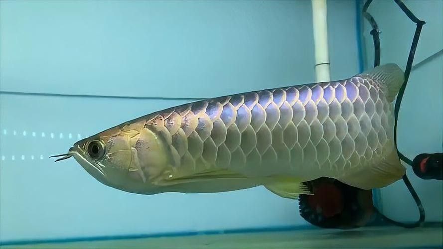 海安哪個水族館龍魚好？祥龍魚場龍魚（廣州祥龍魚場龍魚價格多少錢一只）
