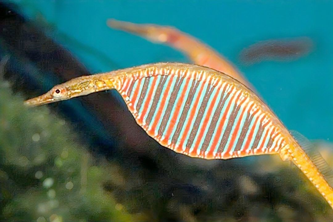 海龍魚如何繁殖？（海龍魚的繁殖方式具有獨特的生物學特征其核心過程）