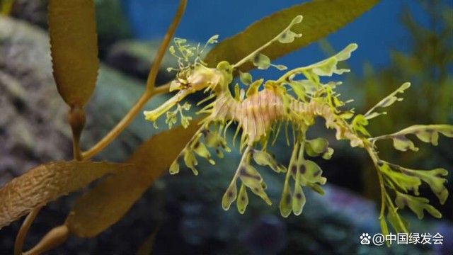 海龍魚如何繁殖？（海龍魚的繁殖方式具有獨特的生物學特征其核心過程）