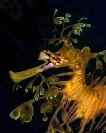 海龍魚如何繁殖？（海龍魚的繁殖方式具有獨特的生物學特征其核心過程）