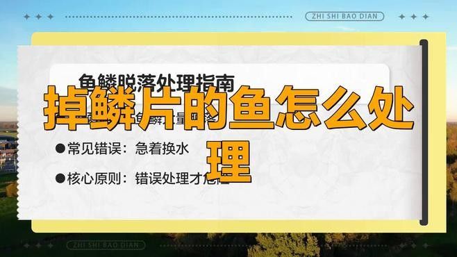 金龍魚掉鱗期間可以換水嗎（蘑菇寵醫金龍魚掉鱗片怎么辦） 金龍魚掉鱗期間可以換水嗎（蘑菇寵醫金龍魚掉鱗片怎么辦） 龍魚百科 第1張
