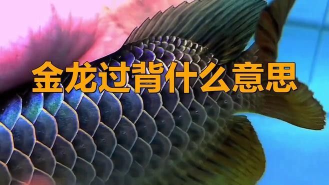 B過背金龍魚能養成過背嗎（b過金龍魚是什么意思）