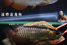 B過背金龍魚能養成過背嗎（b過金龍魚是什么意思）