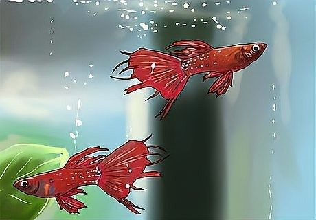如何判斷龍魚鰭是否感染？（龍魚爛鰭怎么辦）