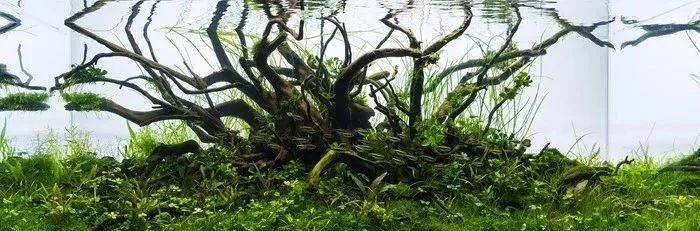 沉木如何進行預處理？（ai智核新買的沉木怎么處理才能入缸萌寵護理師）