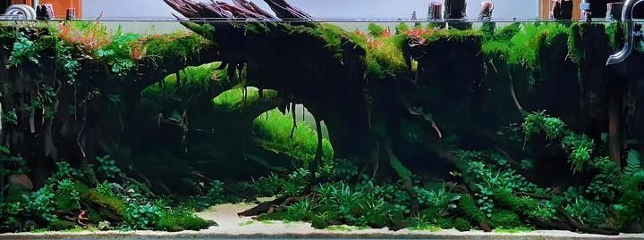 沉木如何進行預處理？（ai智核新買的沉木怎么處理才能入缸萌寵護理師）