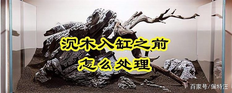 沉木如何進行預處理？（ai智核新買的沉木怎么處理才能入缸萌寵護理師）