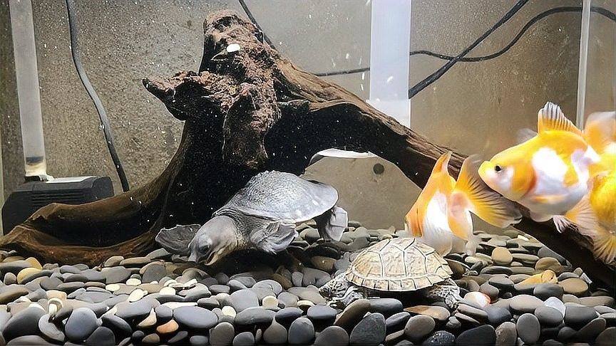 龍魚混養深水龜的最佳搭配（烏龜能和魚一起養嗎）