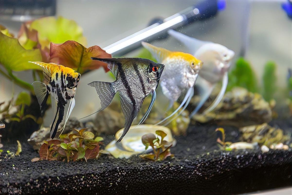 龍魚混養深水龜的最佳搭配（烏龜能和魚一起養嗎）