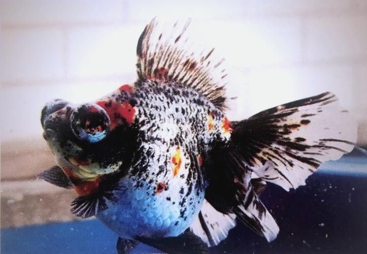 如何判斷龍睛魚的質(zhì)量？（判斷龍睛金魚的質(zhì)量需綜合其形態(tài)特征、體色表現(xiàn)及健康狀況）