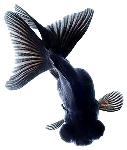 如何判斷龍睛魚的質(zhì)量？（判斷龍睛金魚的質(zhì)量需綜合其形態(tài)特征、體色表現(xiàn)及健康狀況）