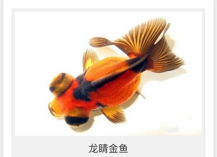如何判斷龍睛魚的質(zhì)量？（判斷龍睛金魚的質(zhì)量需綜合其形態(tài)特征、體色表現(xiàn)及健康狀況）