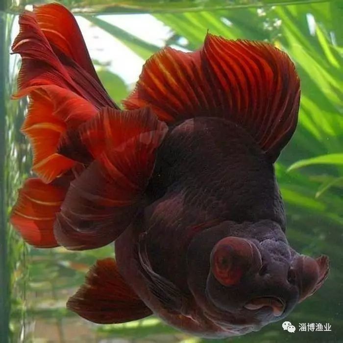 如何判斷龍睛魚的質(zhì)量？（判斷龍睛金魚的質(zhì)量需綜合其形態(tài)特征、體色表現(xiàn)及健康狀況）