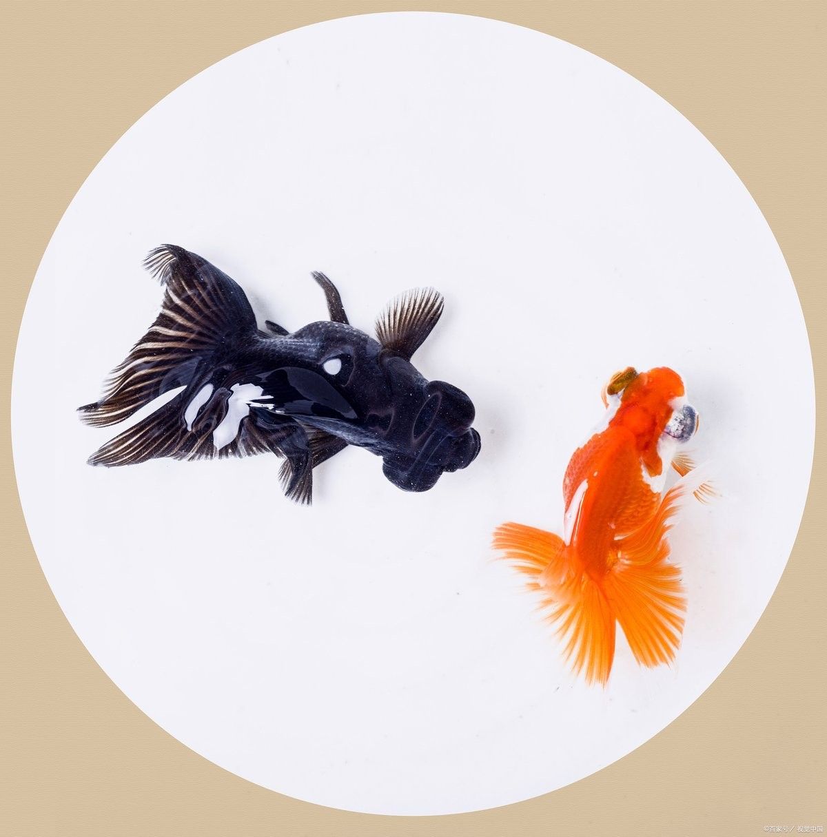 金龍魚多久需要加一次鹽？（養(yǎng)金魚多久放一次鹽）