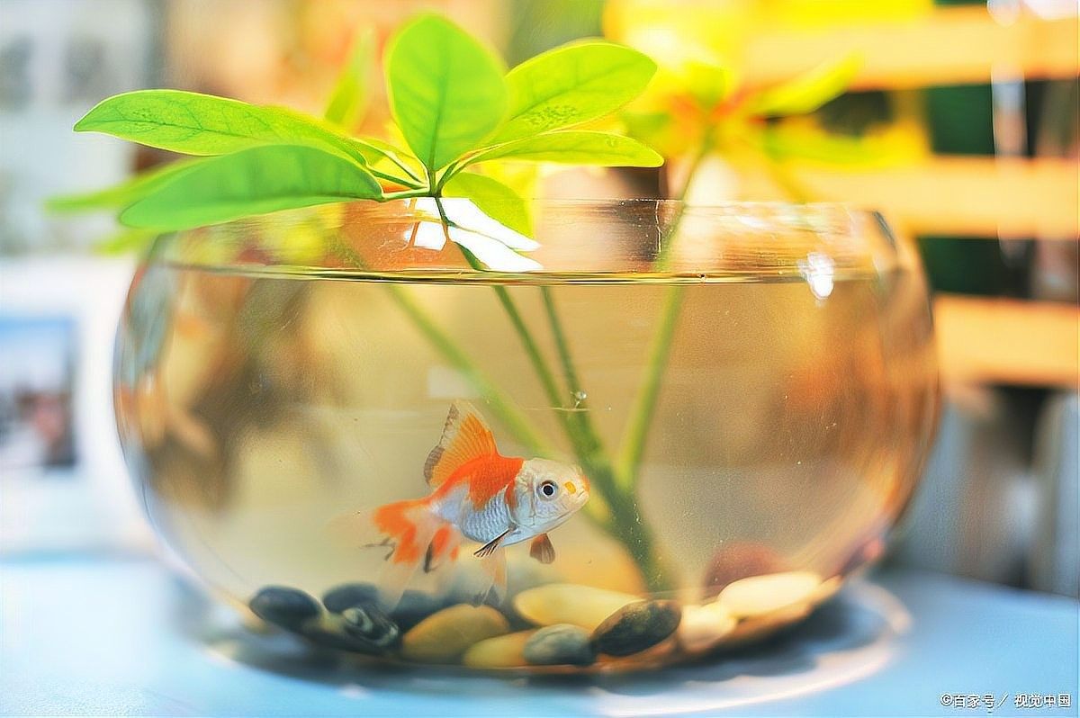 金龍魚多久需要加一次鹽？（養(yǎng)金魚多久放一次鹽）